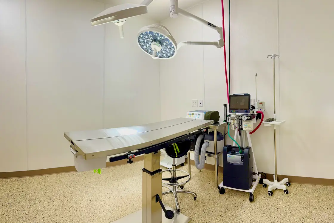 Surgical suite at Animal Republic Veterinary Hospital, with overhead surgical lighting, an anesthesia machine and a patient monitor